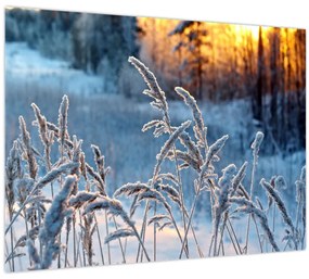 Obraz - Zimná lúka (70x50 cm)