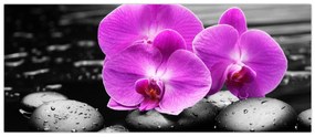 Obraz - Fialové orchidey (120x50 cm)