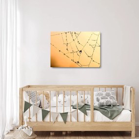 Sklenený obraz orosenej pavučiny (70x50 cm)