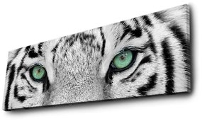 Obraz s led osvetlením White Tiger 90x30 cm