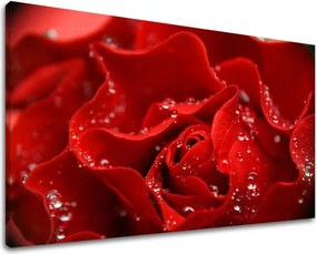 Obraz na stenu KVETY RUŽE XOBKV116E11 - 20x30 cm