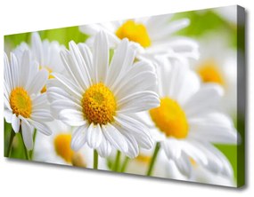 Obraz Canvas Sedmokrásky rastlina príroda 120x60 cm