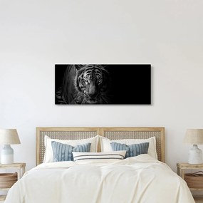 Obraz divokého tigra (120x50 cm)