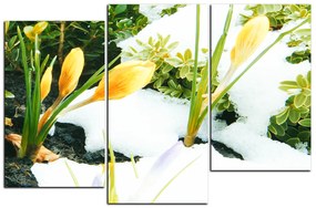 Obraz na plátne - Skoré jarné kvetiny 1242D (120x80 cm)