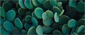 Obraz - Opuncie (120x50 cm)