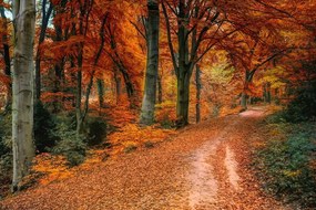 Samolepiaca fototapeta les v jesennom období - 300x200