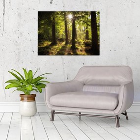 Sklenený obraz snového lesa (70x50 cm)