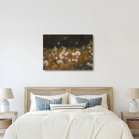 Sklenený obraz - Lúka s cottongrass N⁰2 (70x50 cm)