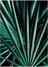 Plagát Dark Palm Tree