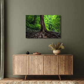 Obraz - Starý strom s koreňmi (90x60 cm)