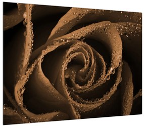 Obraz ruže s kvapkami (70x50 cm)