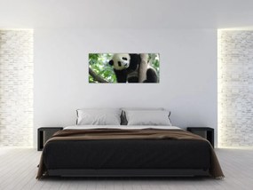 Obraz - Panda na strome (120x50 cm)