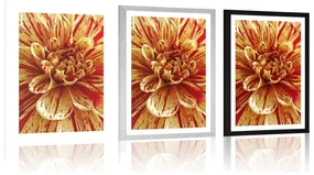 Plagát s paspartou exotická dália - 30x45 black