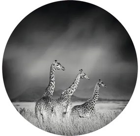 Fototapeta vliesová Žirafy č/š 142,5 cm