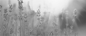 Obraz - Levanduľa (120x50 cm)
