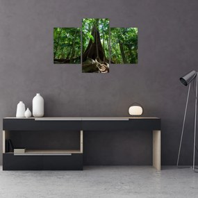 Obraz - Korene stromu (90x60 cm)