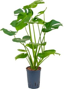 Monstera deliciosa 15/19 výška 45 cm