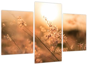 Obraz - Tráva na slnku (90x60 cm)