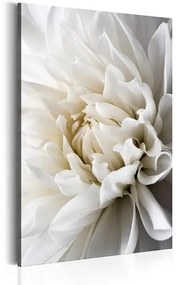 Obraz - White Dahlia Veľkosť: 80x120, Verzia: Na talianskom plátne