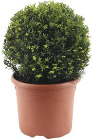 Tis červený FloraSelf Taxus baccata Ø cca 32 cm kvetináč 7,5 l