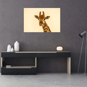 Obraz žirafy (90x60 cm)