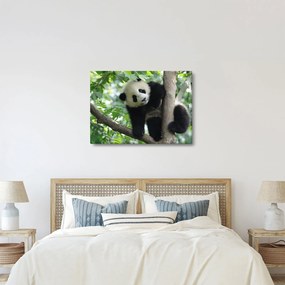 Obraz - Panda na strome (70x50 cm)