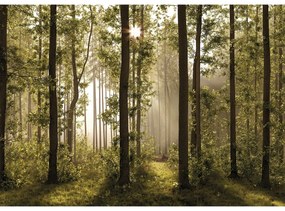 Fototapeta XXL Forest 360 x 254 cm, 4 diely