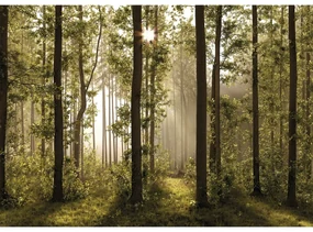 Fototapeta XXL Forest 360 x 254 cm, 4 diely