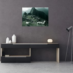 Sklenený obraz - Lamy na Machu Picchu v Peru (70x50 cm)