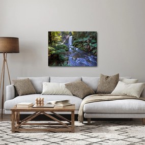 Obraz australského dažďového lesa (70x50 cm)
