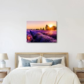 Obraz levanduľového poľa (70x50 cm)