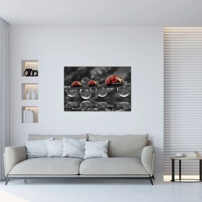 Obraz - Lienka sedembodková, čiernobiela (90x60 cm)