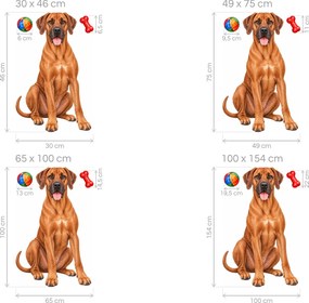 Rhodézsky ridgeback s loptičkou a kosťou realistické textilné nálepky na stenu pre milovníkov ridgebackov arch 30 x 46 cm
