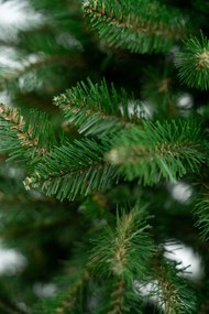 Limpol Jedľa Renata 2,40 m