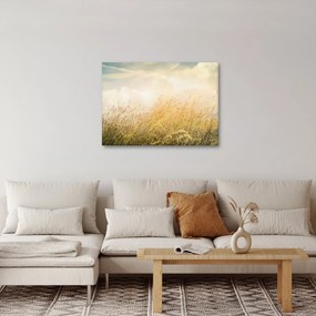 Obraz - Pole na jeseň (70x50 cm)