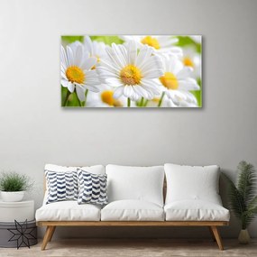 Skleneny obraz Sedmokrásky rastlina príroda 120x60 cm
