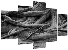 Obraz - Korene stromu (150x105 cm)