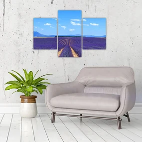 Obraz - Levanduľové pole (90x60 cm)