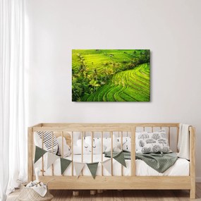 Obraz - Ryžové terasy (90x60 cm)