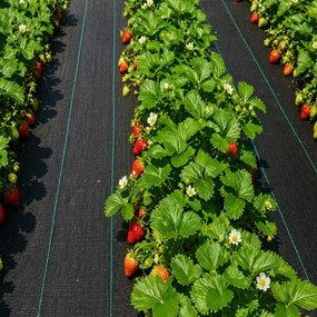 Čierna agrotextília proti burine 1 × 50 m, 70 g/m²