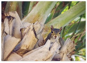 Obraz veveričky na strome (70x50 cm)