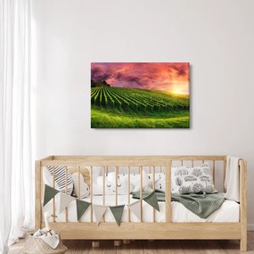Obraz vinice s farebným nebom (90x60 cm)