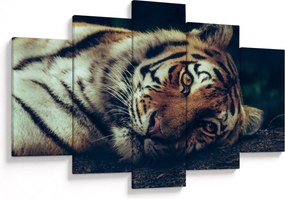 Obraz - Tiger Sibírsky (150x105 cm)