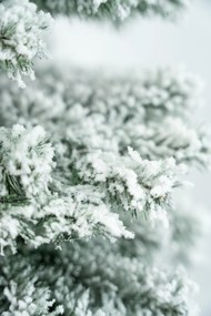 Limpol Vianočný stromček Jedľa Karolína – zasnežená Výška stromčeka: 220 cm