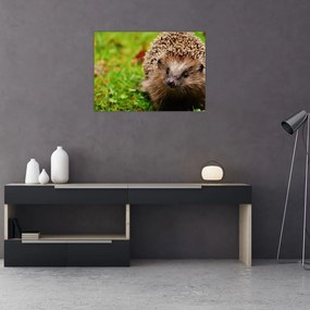 Obraz ježka (70x50 cm)
