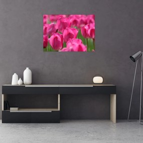 Obraz - Ružové tulipány (70x50 cm)
