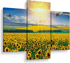 Obraz - Pole slnečníc (90x60 cm)
