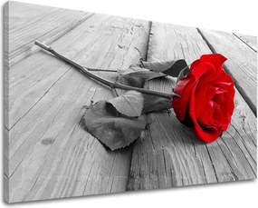 Obraz na stenu KVETY RUŽE XOBKV115E11 - 40x60 cm