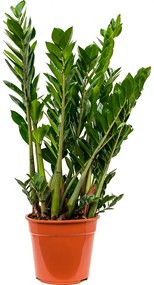 Zamioculcas zamiifolia 27x90 cm