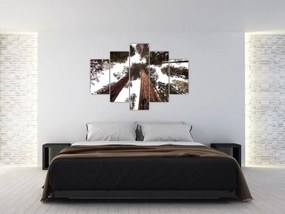 Obraz - Pohľad skrz koruny stromov (150x105 cm)